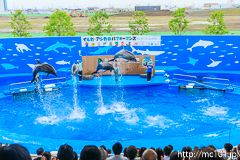 [仙台うみの杜水族館] イルカ・アシカのパフォーマンス(13時の回)(15)
