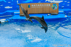 [仙台うみの杜水族館] イルカ・アシカのパフォーマンス(14時30分の回)(1)
