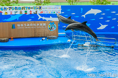 [仙台うみの杜水族館] イルカ・アシカのパフォーマンス(14時30分の回)(2)