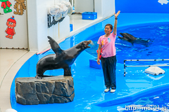 [仙台うみの杜水族館] イルカ・アシカのパフォーマンス(14時30分の回)(3)