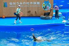 [仙台うみの杜水族館] イルカ・アシカのパフォーマンス(13時の回)(2)