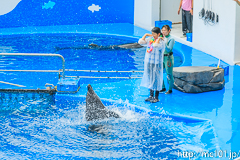 [仙台うみの杜水族館] イルカ・アシカのパフォーマンス(14時30分の回)(5)