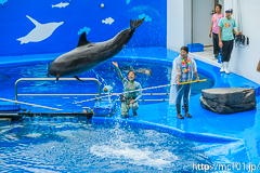 [仙台うみの杜水族館] イルカ・アシカのパフォーマンス(14時30分の回)(6)