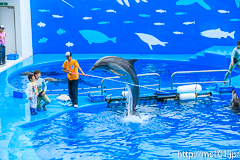 [仙台うみの杜水族館] イルカ・アシカのパフォーマンス(14時30分の回)(7)