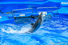 [仙台うみの杜水族館] イルカ・アシカのパフォーマンス(14時30分の回)(8)