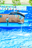 [仙台うみの杜水族館] イルカ・アシカのパフォーマンス(14時30分の回)(9)
