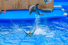 [仙台うみの杜水族館] イルカ・アシカのパフォーマンス(14時30分の回)(10)