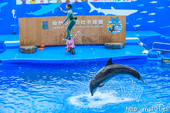 [仙台うみの杜水族館] イルカ・アシカのパフォーマンス(14時30分の回)(12)