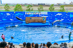 [仙台うみの杜水族館] イルカ・アシカのパフォーマンス(14時30分の回)(13)