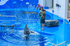 [仙台うみの杜水族館] イルカ・アシカのパフォーマンス(13時の回)(3)