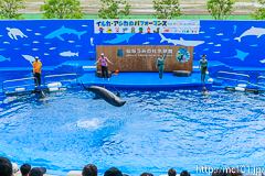 [仙台うみの杜水族館] イルカ・アシカのパフォーマンス(14時30分の回)(15)