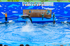 [仙台うみの杜水族館] イルカ・アシカのパフォーマンス(14時30分の回)(16)