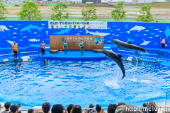 [仙台うみの杜水族館] イルカ・アシカのパフォーマンス(14時30分の回)(17)