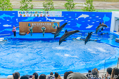 [仙台うみの杜水族館] イルカ・アシカのパフォーマンス(14時30分の回)(18)