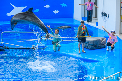[仙台うみの杜水族館] イルカ・アシカのパフォーマンス(13時の回)(4)