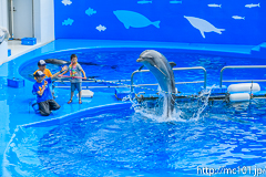 [仙台うみの杜水族館] イルカ・アシカのパフォーマンス(13時の回)(5)
