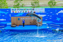 [仙台うみの杜水族館] イルカ・アシカのパフォーマンス(13時の回)(6)