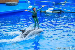 [仙台うみの杜水族館] イルカ・アシカのパフォーマンス(13時の回)(8)