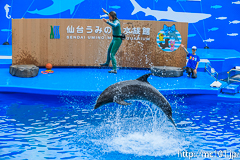 [仙台うみの杜水族館] イルカ・アシカのパフォーマンス(13時の回)(9)