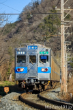 [秩父鉄道長瀞～上長瀞間] 19列車、5000系5002F