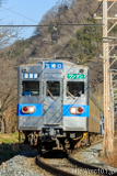 [秩父鉄道長瀞～上長瀞間] 1521列車、5000系5002F