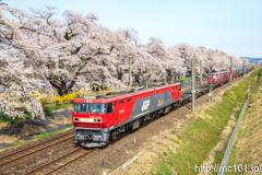 [東北本線大河原～船岡間] EH500-24号機牽引の貨物