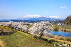 [宮城県柴田町一目千本桜] しばた千桜橋から